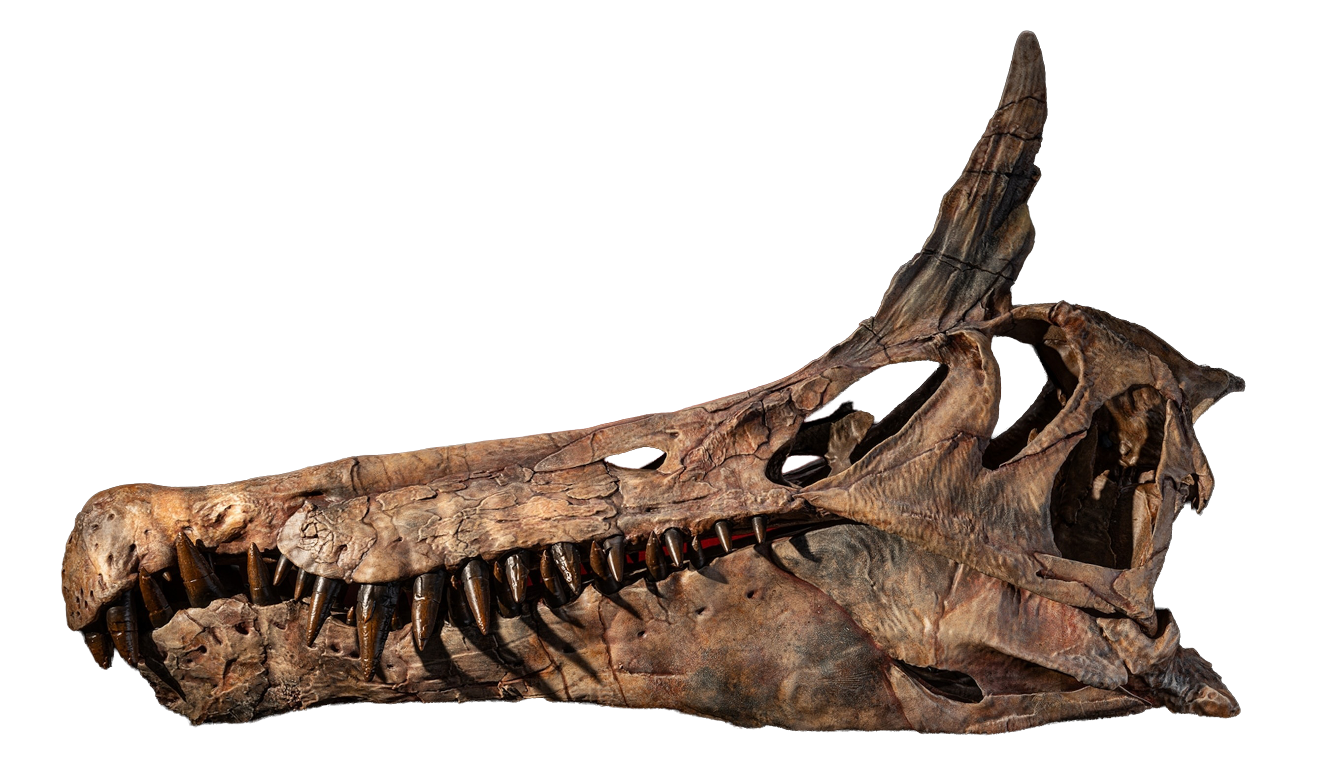 Spinosaurus aegyptiacus lateral cranium reconstruction